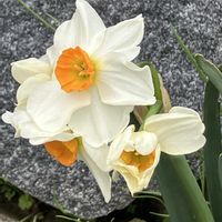 スイセン,ガーデニング,キュンキュン乙女倶楽部,富山支部,花の16年組♡の画像