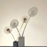 タンポポ,タンポポ,一輪挿し,花瓶,山野草の画像