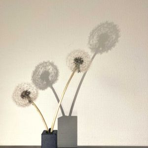 タンポポ,タンポポ,一輪挿し,花瓶,山野草の画像