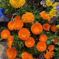 アザレア,キンセンカ,宿根ネメシア,小さな庭♡の画像