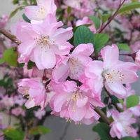 ハナカイドウの画像