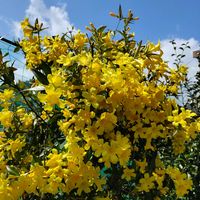 カロライナジャスミン,春ですね♪,ミッチの会,日曜日はビタミンカラーの日の画像