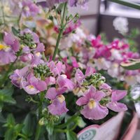 ネメシア,斑入りエニシダ,いちご　よつぼしの画像