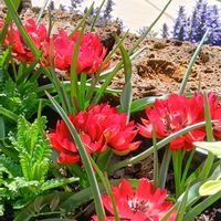 スイセン,チューリップ,ラベンダー,庭の画像