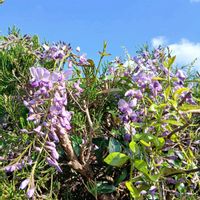 フジ,フジ,マイガーデンの画像