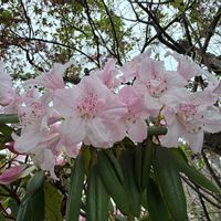 シャクナゲ,春がきた♪,我が家の花,樹木の花の画像