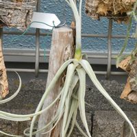 エアープランツ/チランジアの画像