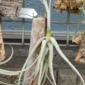 エアープランツ/チランジアの画像