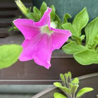 ギボウシ,サフィニアの画像