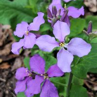 オオアラセイトウ,ムラサキハナナ,ハナダイコン,ショカッサイの画像