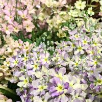 サクラソウ,ヤブラン,寄せ植え,ガーデニング,寄植えの画像