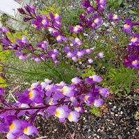 リナリアの画像