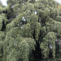 トキワマンサク,シロバナトキワマンサク,小石川植物園の画像