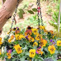 チューリップ,チューリップ,ラミウム,ラミウム,タンポポの画像