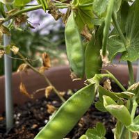 はるが来た！,春到来！,GSの繋がりに感謝♡,ニコニコ日曜日,家庭菜園の画像