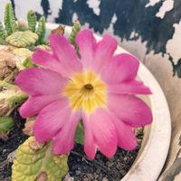 プリムラ,庭の画像