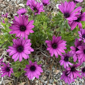 オスぺオスペルマム,かわいいな♡,美しい,植中毒,GREEN UP!の画像