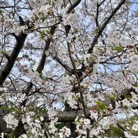 さくら サクラ 桜,かわいいな♡,美しい,植中毒,GREEN UP!の画像