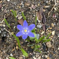 プルモナリア,シクラメン フェアリーピコ,イワヤツデ,チオドノグサ,日向水木（ひゅうがみずき）の画像