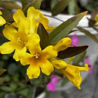 カロライナジャスミン,はるが来た！,春到来！,玄関先,GSの繋がりに感謝♡の画像