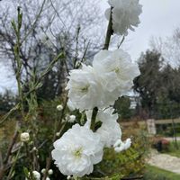 ハナモモ,ハナモモ,公園の画像