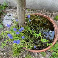 ムスカリの画像