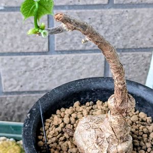 フィルミアナ コロラータ,成長記録,今日のベランダの画像