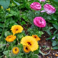 イベリス,ラナンキュラス,ローダンセマム,カレンデュラ,庭の画像