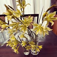 クリスマスローズ,スイセン,タンポポ,グラジオラストリスティスの画像