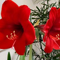 アマリリス,春の花,赤い花,レッドライオンの画像