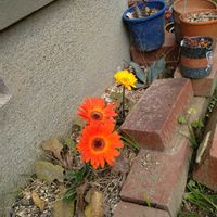 ガーベラ,ガーベラの画像