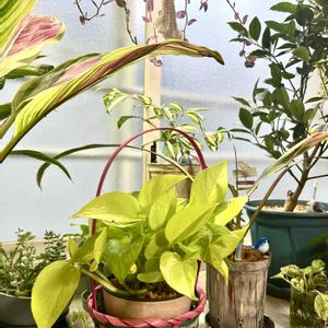 ベビーサンローズ,ポトスライム,ポトスマーブルクイーン,トラディスカンチア ラベンダー,ドラセナ ハワイアンフラッグの画像