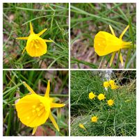 ヒイラギナンテン,マンサク,タイリンミツマタ,ナルキッスス・ブルボコディウム,GSに感謝。の画像