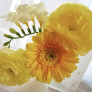 スイセン,ミニ水仙,ミニスイセン テータテート,切り花,地植えの画像