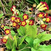 プリムラ,プリムラゴールドレース,山野草,野草,サクラソウ科の画像