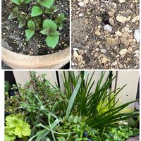 カラミンサ,原種系チューリップ・リトルビューティー,ユーパトリウム チョコレート,アスチルベ アメリカ（ピンク）,スパニッシュ・ブルーベルの画像