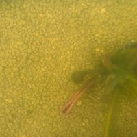 スイレン,睡蓮,温帯スイレンの画像