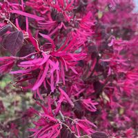 トキワマンサク,iPhone撮影,キュンキュン乙女俱楽部no.108,もんもんチャンファンクラブ,お出かけ先の画像