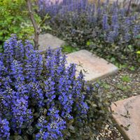 アジュガ,アジュガ　チョコレートチップ,花のある暮らし,❤️いいね、ありがとう,小さな庭の画像