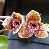 カンアオイ,オニカンアオイ緑毛紫,山野草,新潟県の画像