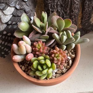 ワテルメイエリー,春萌,ホワイトストーンクロプ,夕波,郡雀の画像