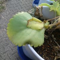 ミロッティーの画像