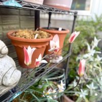 原種チューリップ クレティカヒルデ,原種チューリップ クレシアナステラータ,球根,ガーデニングの画像