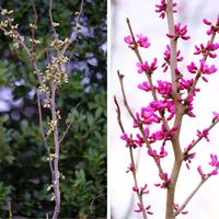 ハナズオウ,広い庭の画像