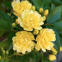 モッコウバラ,コロニラ バレンティナ バリエガーター,キュンキュン乙女倶楽部,われら17年組,春だよイエロー祭の画像