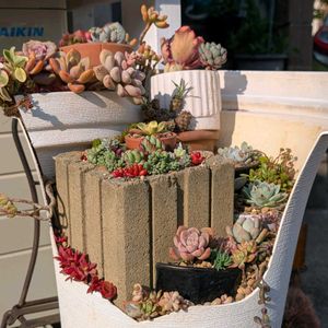 エケベリア,エケベリア交配種,多肉植物,多肉の寄せ植え,エケの画像