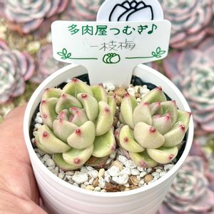 成長記録 一枝梅,エケベリア 一枝梅(イルジメ),神奈川タニラー,多肉男子,バルコニー/ベランダの画像