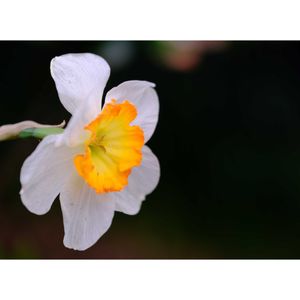 クチベニズイセン（口紅水仙）,広い庭の画像