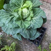 キャベツの画像