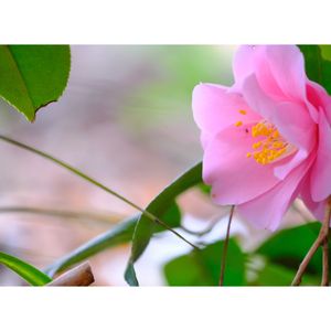 ツバキ,広い庭の画像